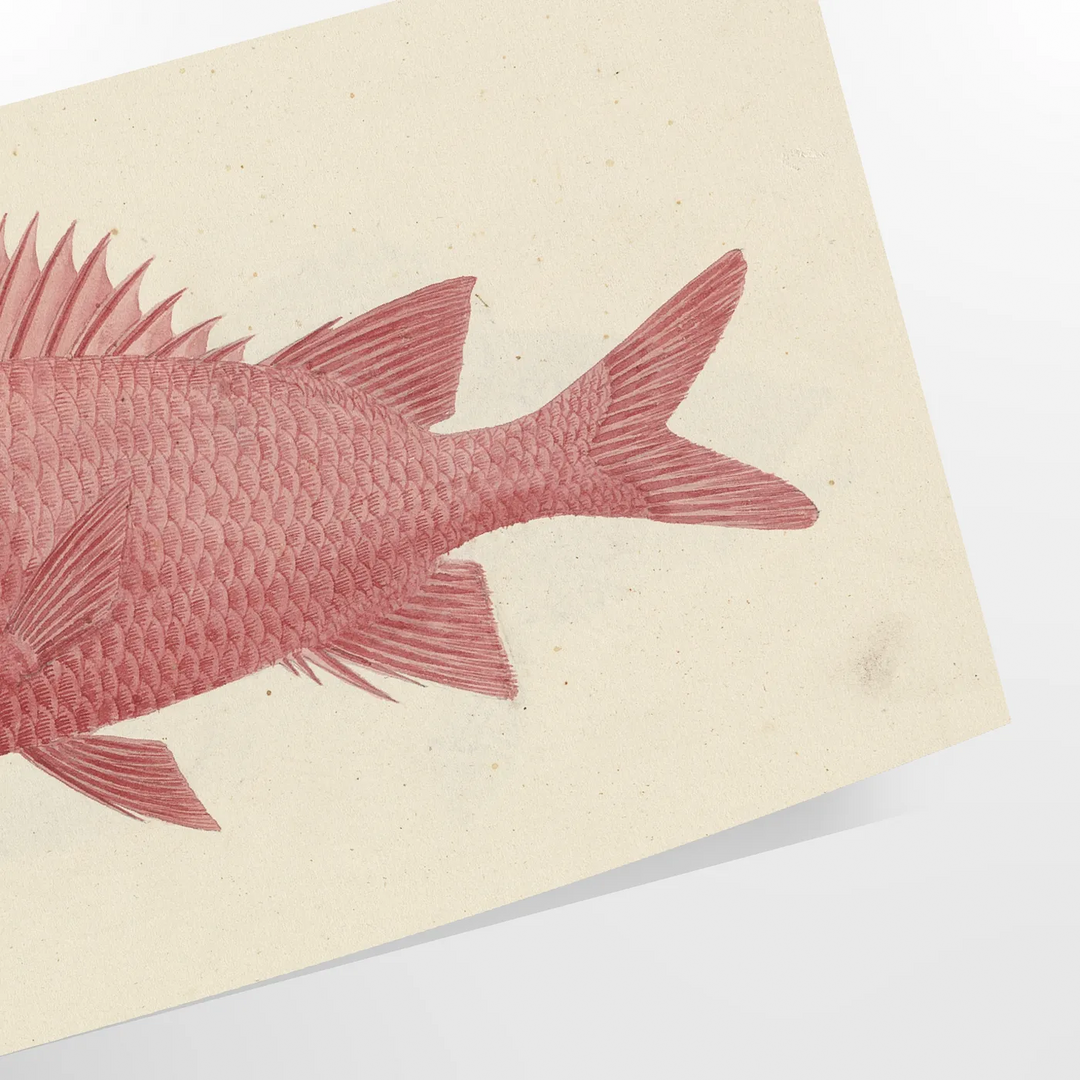 Exploring Fish in Wildlife: Habitats, Behavior & Conservation