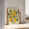 Citrus Limonum botanical poster vintage style lush green gray hues home decor prints timeless beauty sizes A4 cm A0