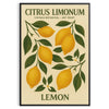 Citrus Limonum botanical poster vintage style lush green gray hues home decor prints timeless beauty sizes A4 cm A0