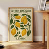 Citrus Limonum botanical poster vintage style lush green gray hues home decor prints timeless beauty sizes A4 cm A0