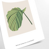 space vintage botanical prints poster charming wall art vibrant green blue hues elegance room unique artwork thoughtful gift sizes A4 cm A0 timeless today