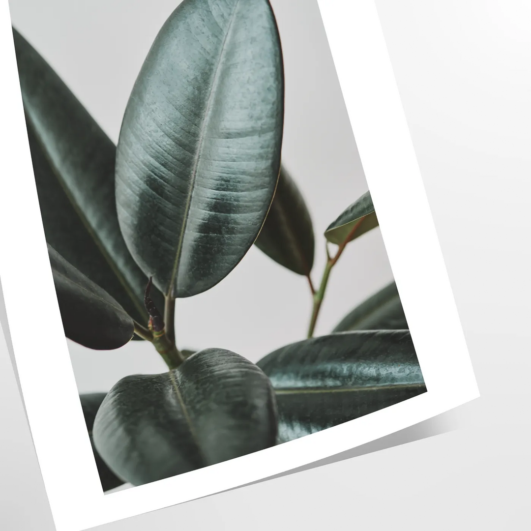 Botanical Photo Travel Poster High Quality Frame Premium Print Home Decor Color