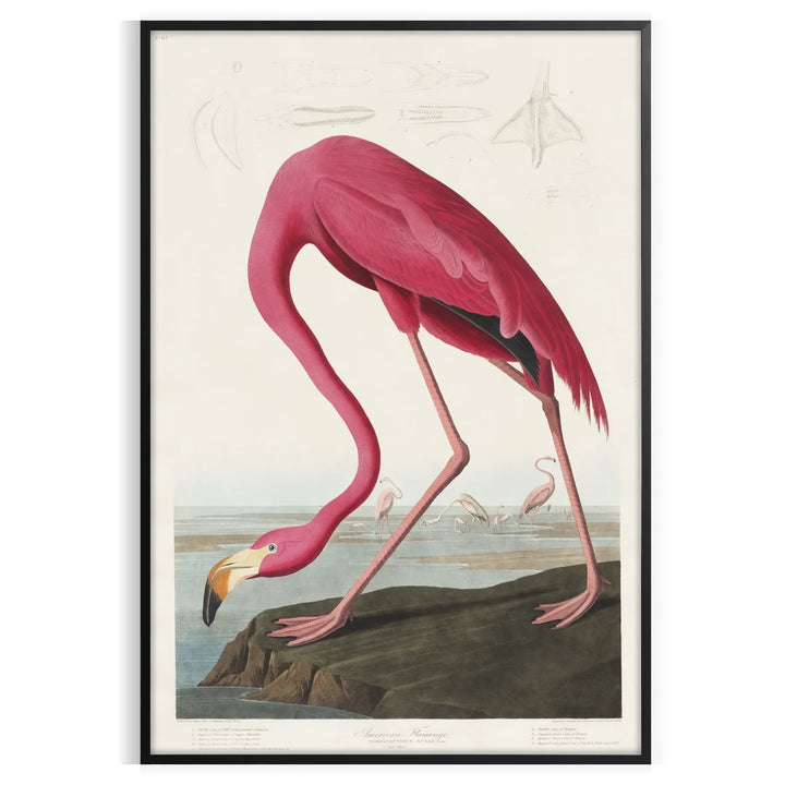 Impression de la faune flamant rose 1 