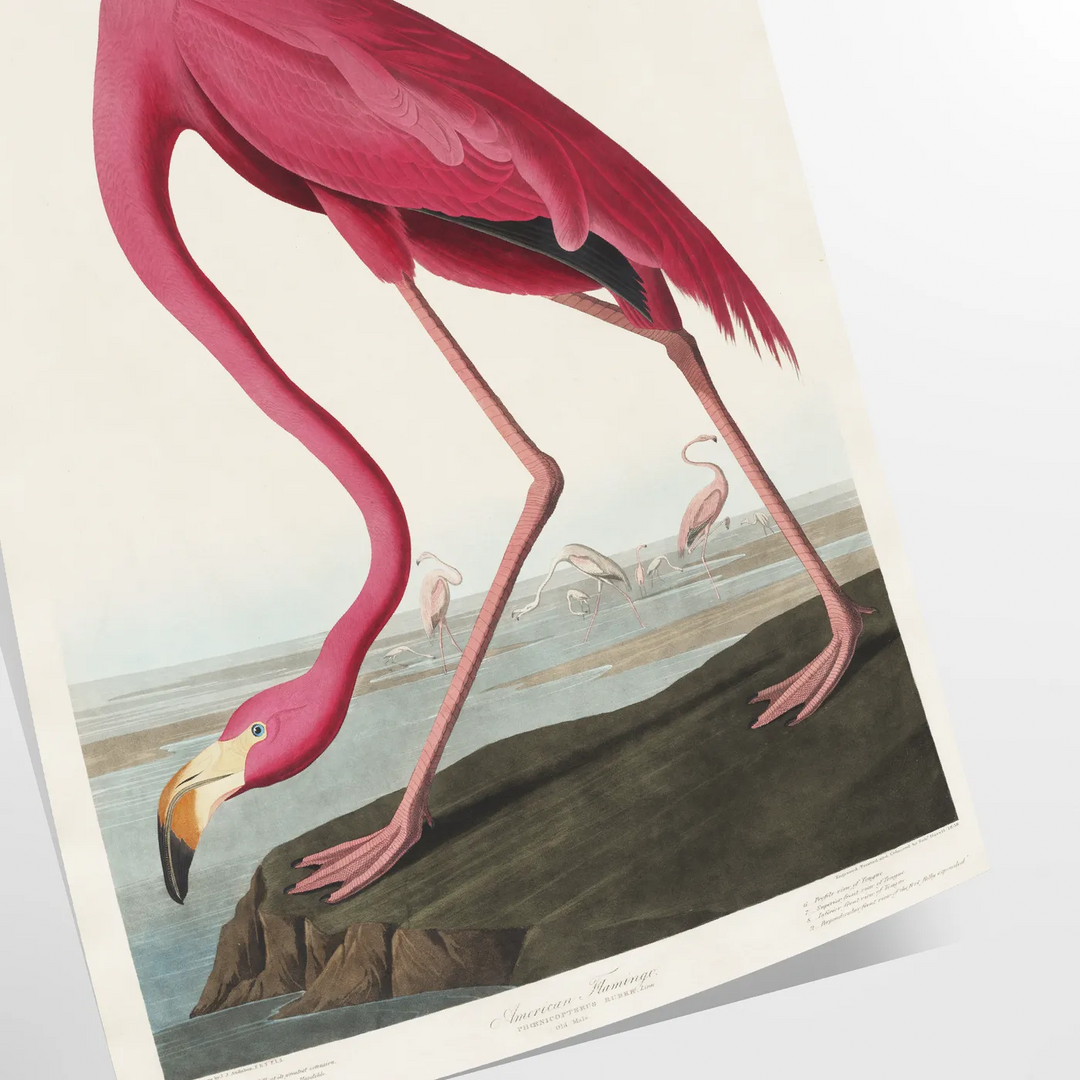 Flamingo Wildlife Print 1 Travel Poster High Quality Frame Premium Print Home Decor Color