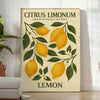 Citrus Limonum botanical poster vintage style lush green gray hues home decor prints timeless beauty sizes A4 cm A0
