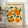 stunning vintage botanical poster Citrus Aurantium exquisite print vibrant green orange hues touch nature space sizes A4 cm A0 lovers